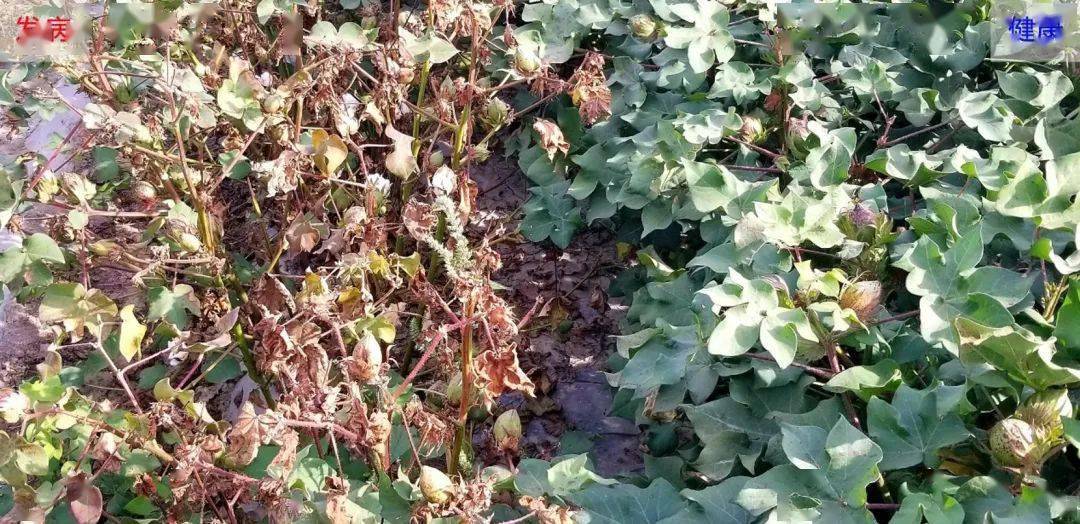 段成国研究组揭示棉花黄萎病菌操纵植物跨界rnai免疫促进侵染的分子