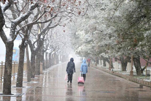 建设|西长安街 雪中玉兰如“白玉花雕”