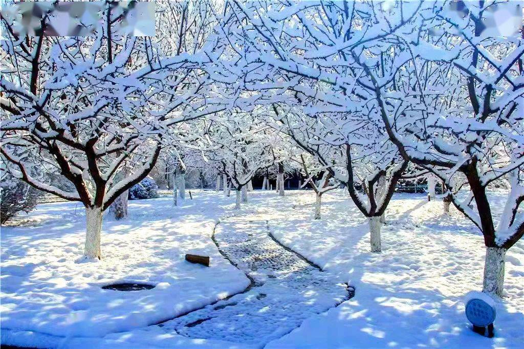 全是詩何時蘸取丹青色冬春纏綿到此時一樹桃花一樹梨- 雪霽人間仙境