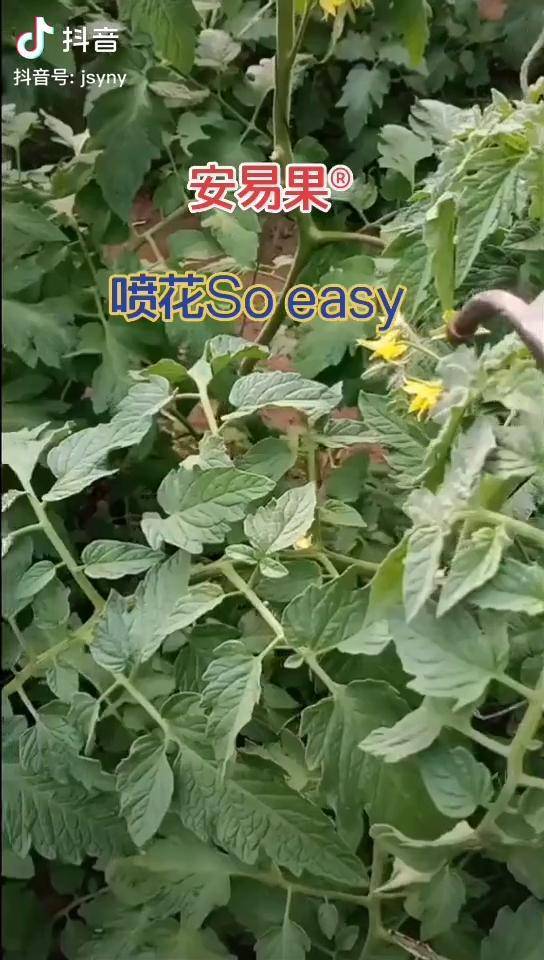 西红柿喷花专用喷到茎叶上不小叶褪花快萼片长做果率高大小西红柿都