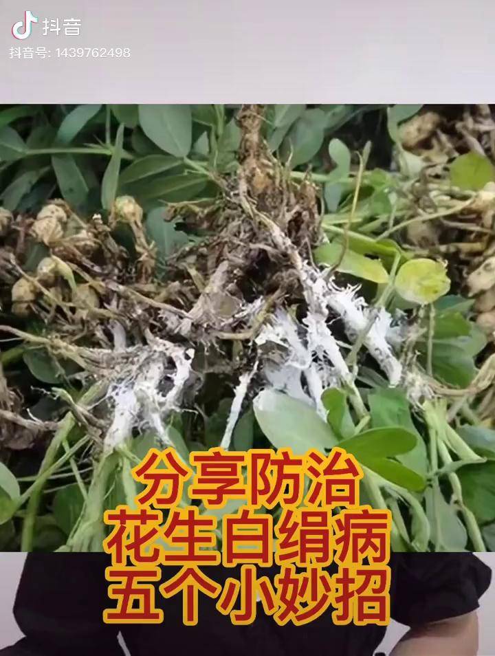 花生防治白绢病的五个方法三农农业技术新农人计划2021抖音助农心向农