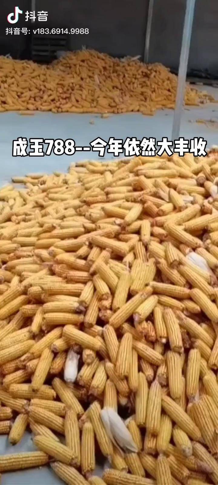 成玉788图片