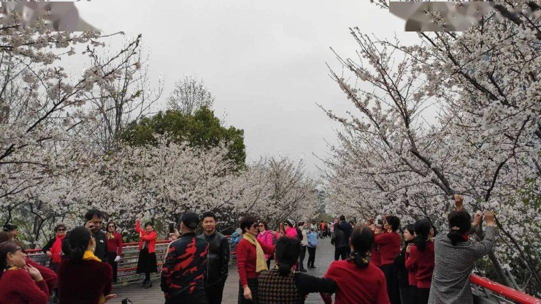 雅各布思|被一夜风雨锤炼后的樱花公园，周末人流量爆满！