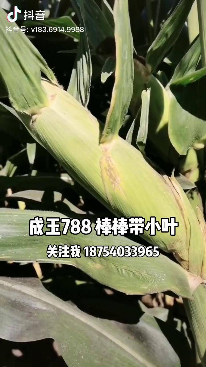 成玉788图片