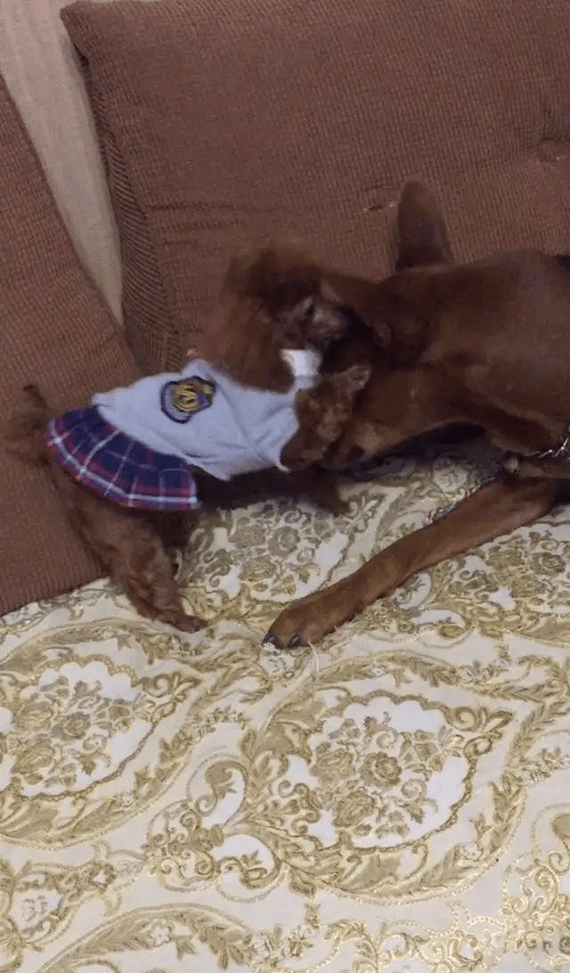 小泰迪就想跟大狗亲热大狗的表情无奈极了