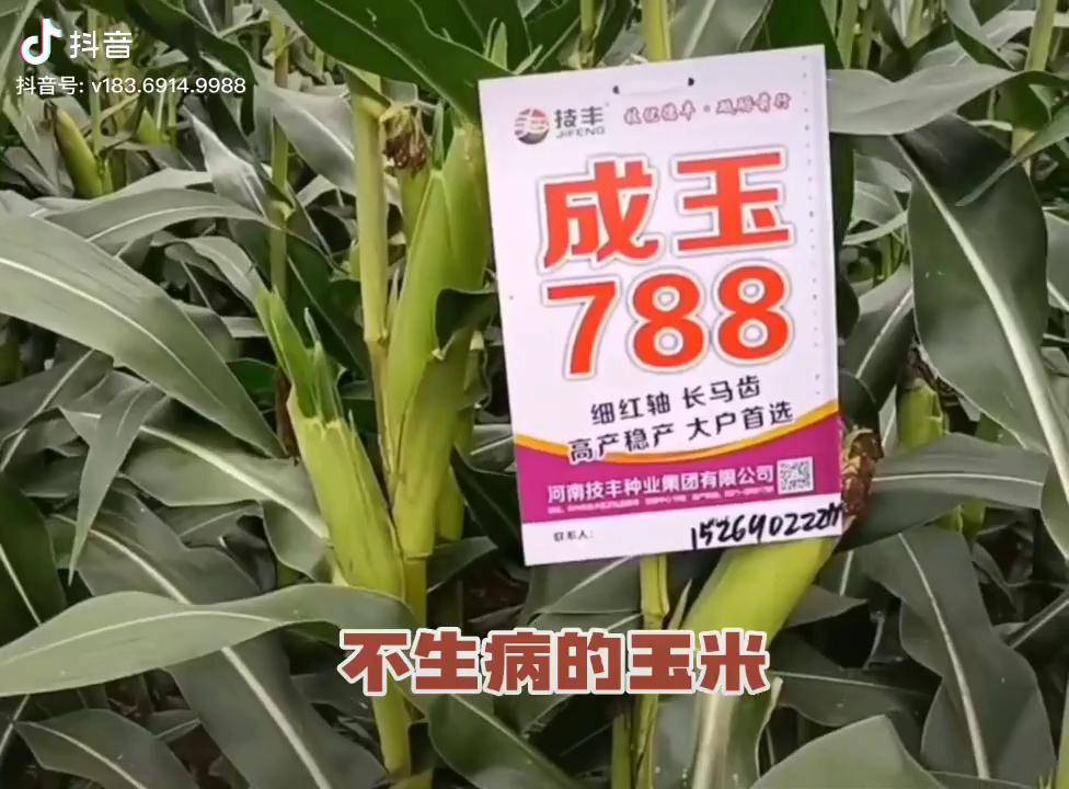 成玉788图片