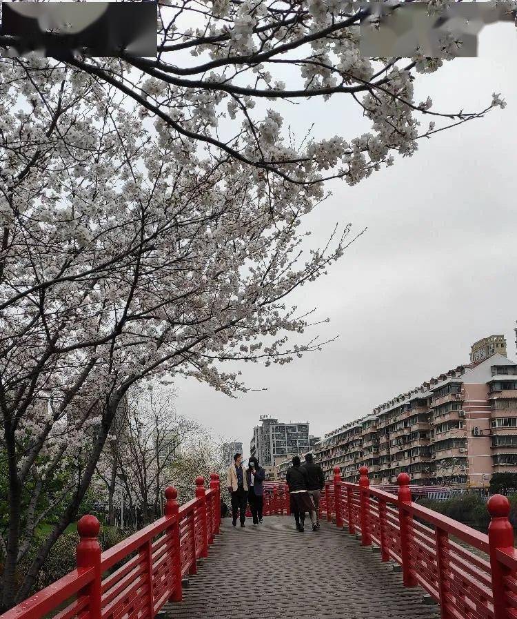 雅各布思|被一夜风雨锤炼后的樱花公园，周末人流量爆满！