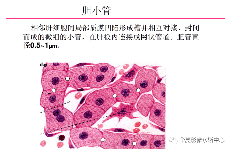 解剖|肝脏影像学与系统解剖