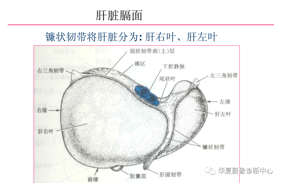 解剖|肝脏影像学与系统解剖