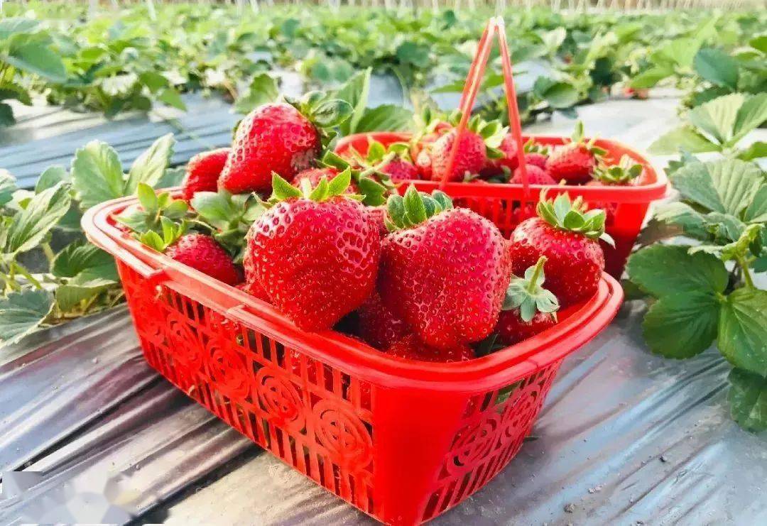9元抢原价68元【花花草莓园】1大1小采摘套餐!草莓一斤可带走!