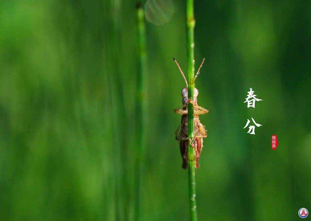 油菜花|春分时节，小可爱们又出动了！