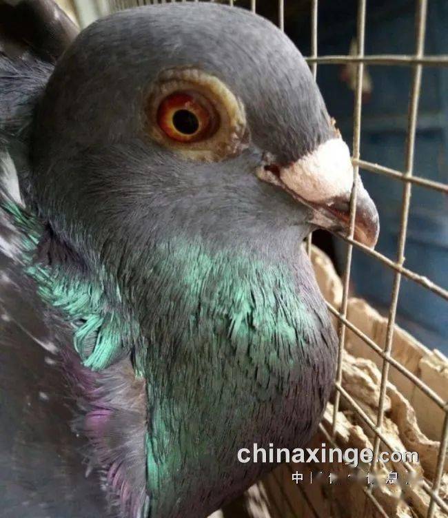 网友:以前夜夜笙歌 现在早睡早起_鸽子_信鸽_时候