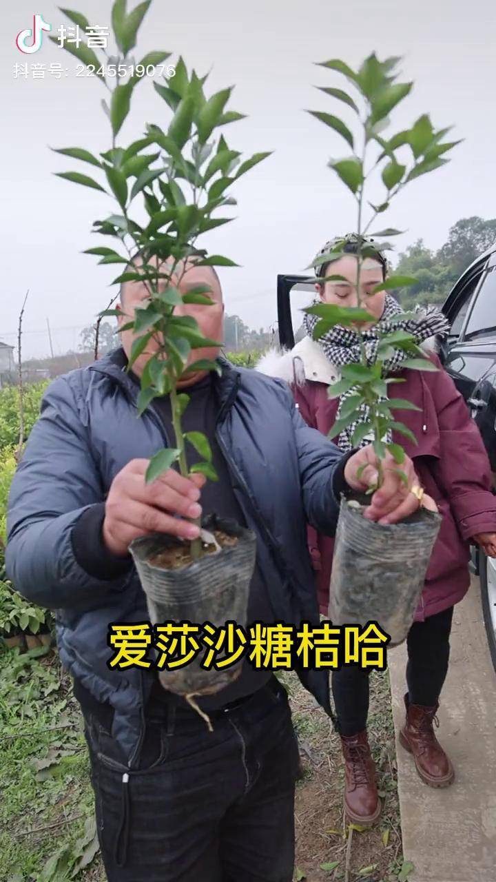 沙糖桔中的好品種愛莎沙糖桔瞭解一下柑橘苗