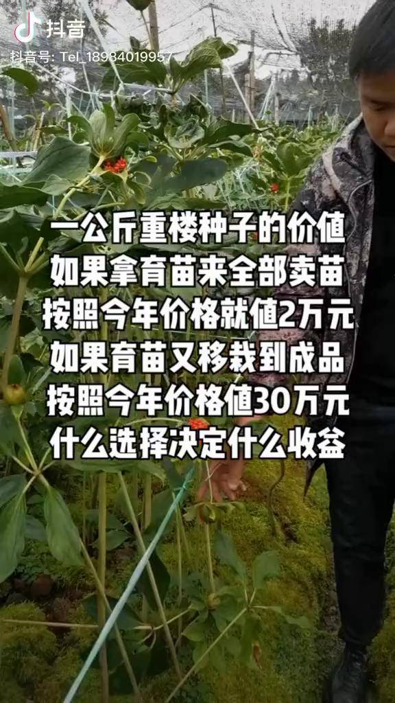 七叶一枝花重楼种子滇重楼重楼一公斤重楼种子的价值不同的选择价值不