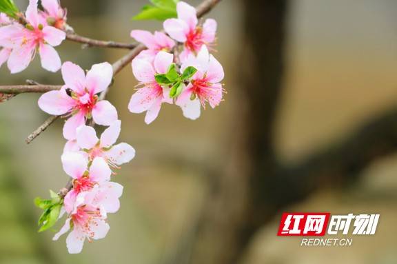 春风|赫山区欧江岔：春风满湖 来仪湖湿地公园十里花开