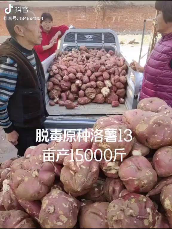 红薯加工想发展红薯粉业的家人们洛薯13是一个让农民信赖的好品种