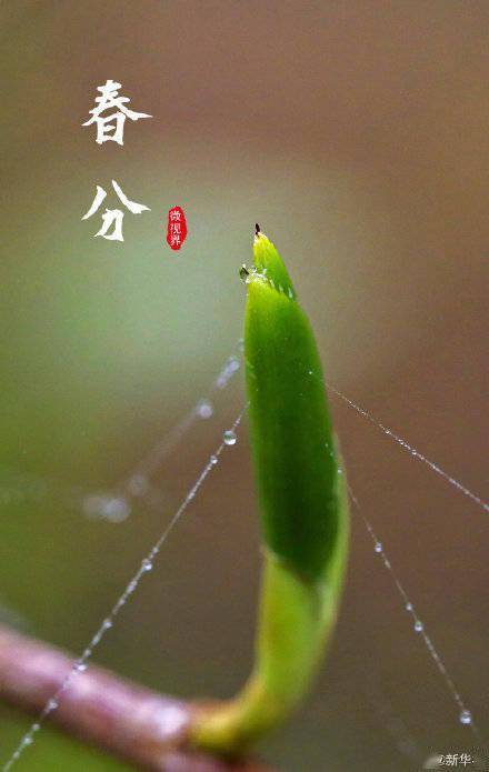 蜜蜂|美好而有趣！一起看微观视界里的春天