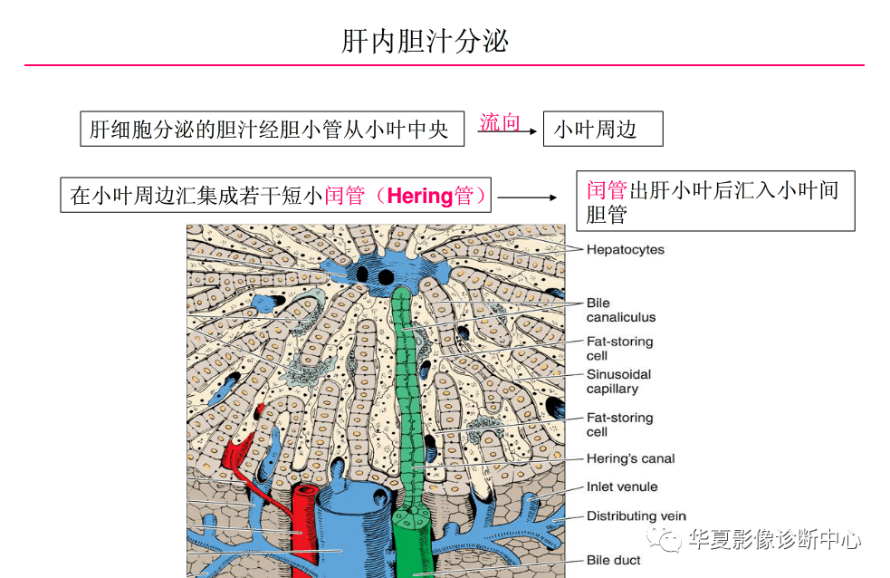 解剖|肝脏影像学与系统解剖