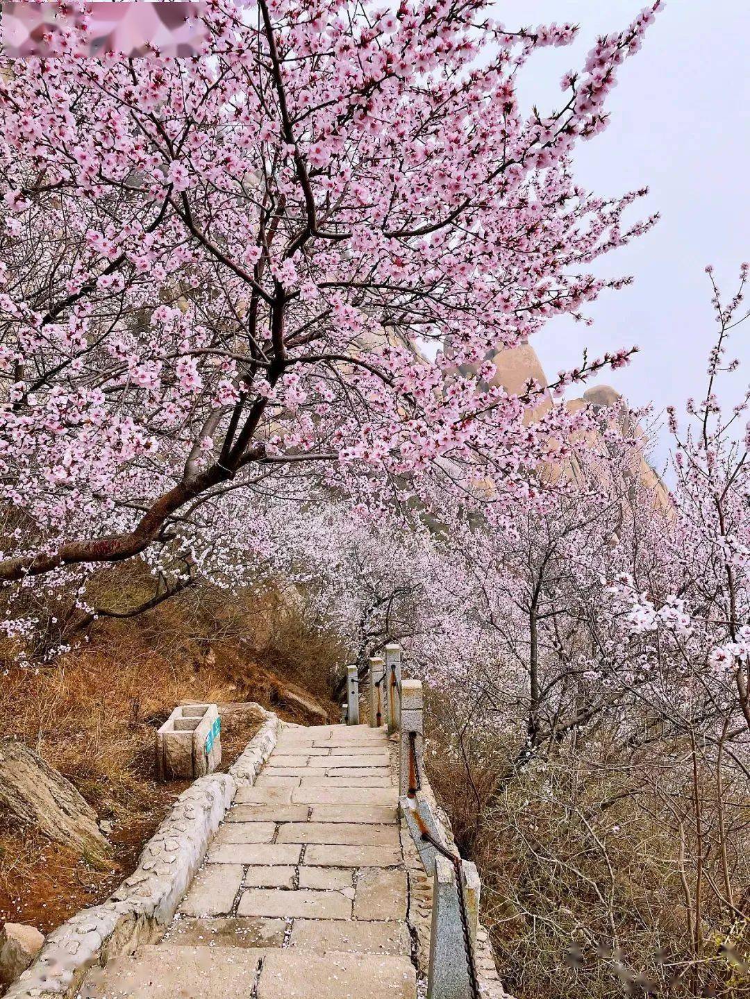 今日春分海淀这里的山桃进入盛花期