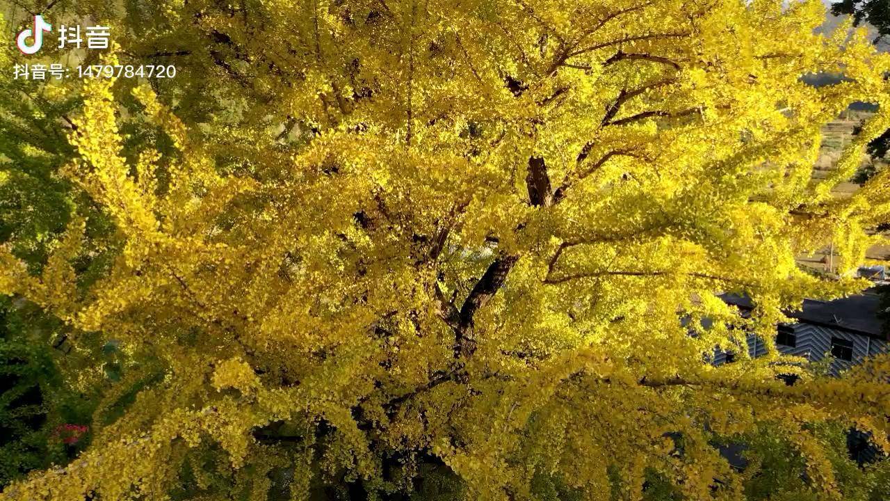 汝城延寿下杨村古银杏树进入最佳观赏期治愈系风景