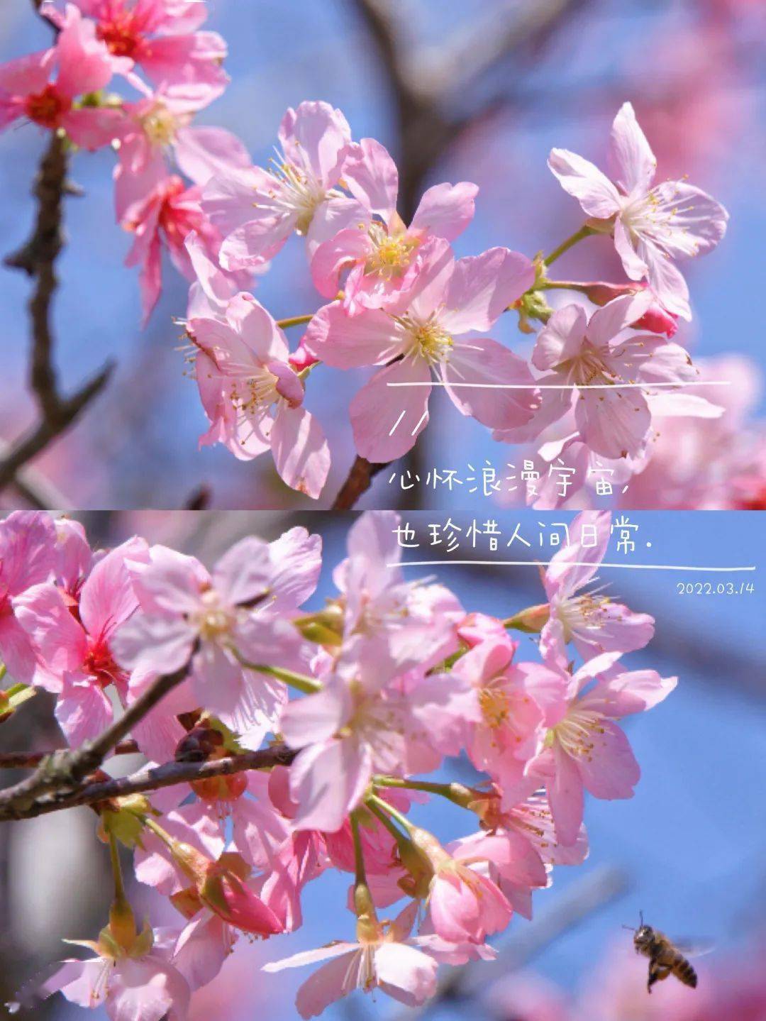 片片粉黛近日在韶大,櫻花紛紛盛開——東山魁夷如果櫻花