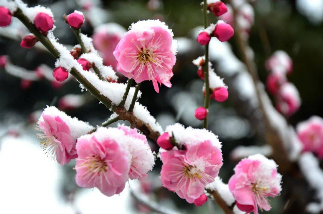 颐和园|春分花烂漫！北京市属公园这份赏花攻略请收好