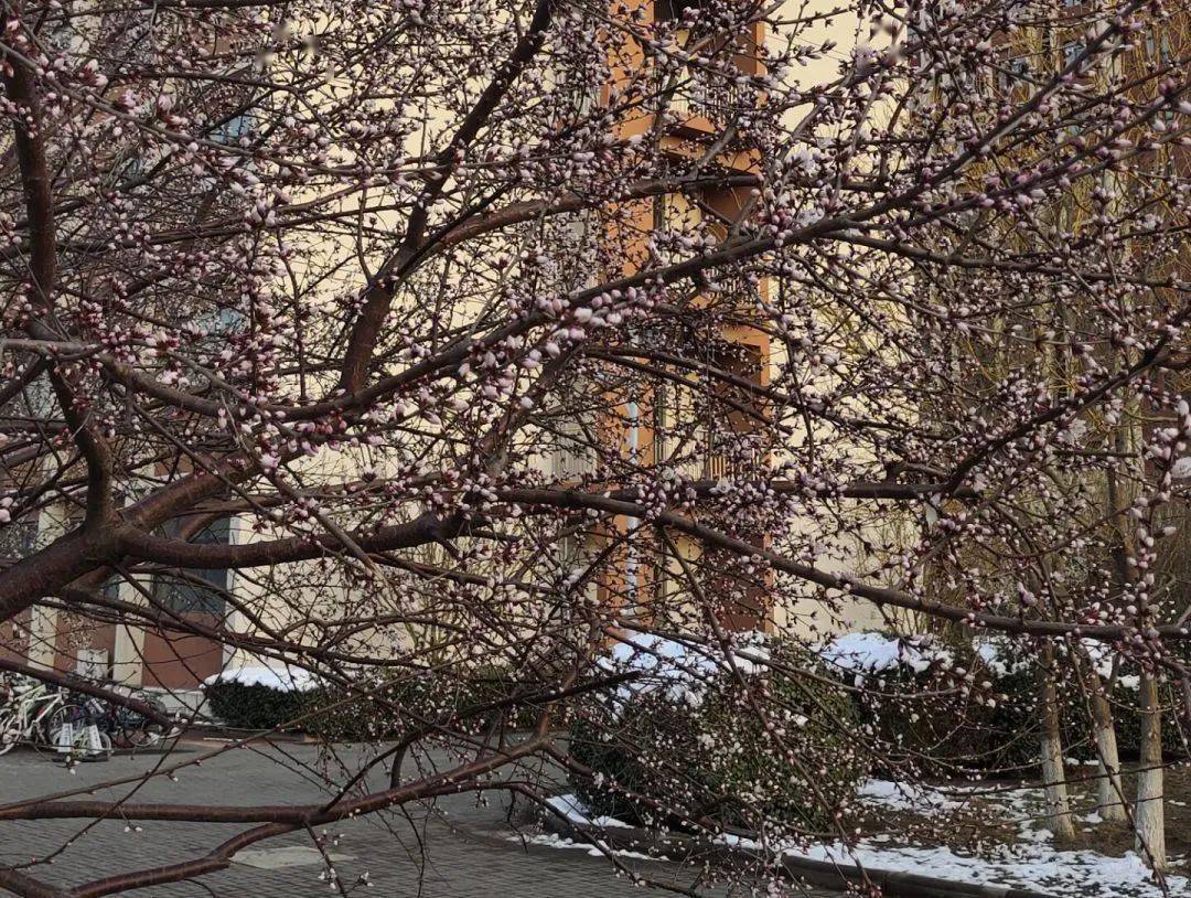 春分| 春色如雪灑落,此景永不凋零_白雪便_鐘樓_雪花