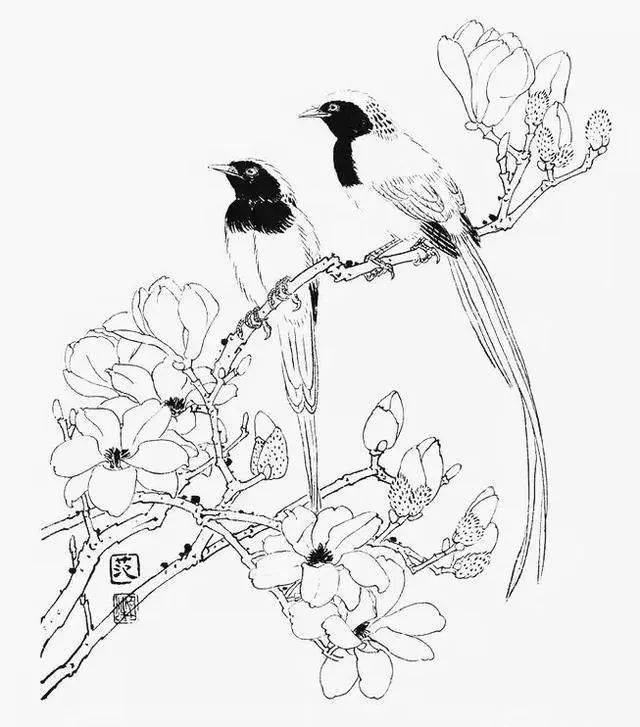 素材 | 一组玉兰花工笔白描底稿 冰清玉洁 美好向往