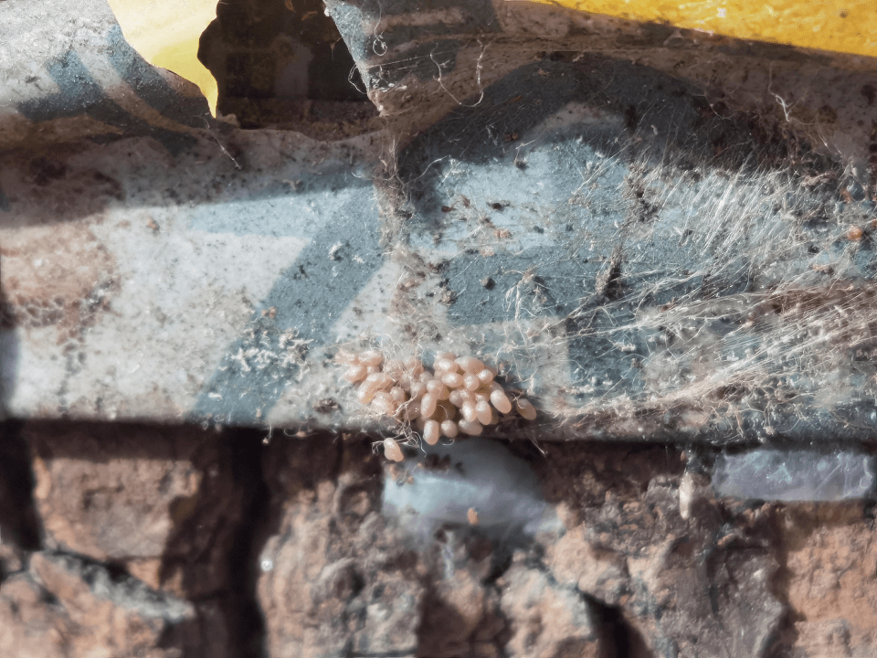 其中最先出现的就是春尺蠖了,春尺蠖又名杨尺蠖,沙枣尺蠖,成虫2月中