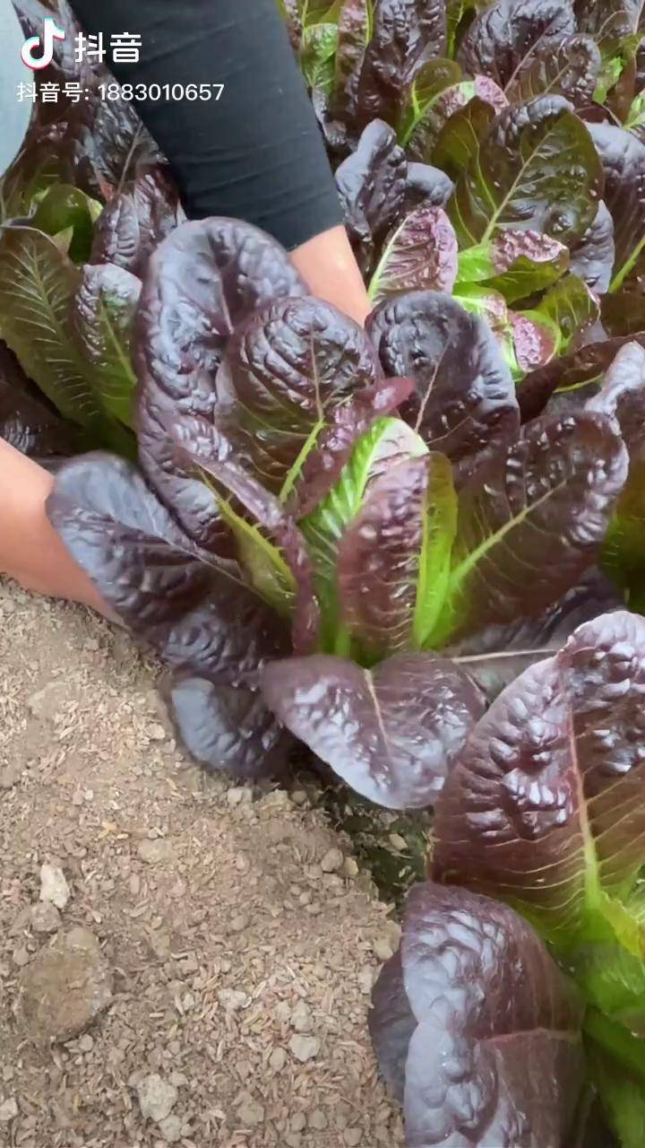 直立生菜的一种美名孔雀菜喜欢冷凉气候现在正是种植的好时机种菜蔬菜