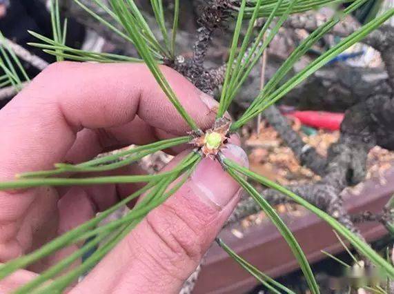 春暖花开正是黑松造型之良时