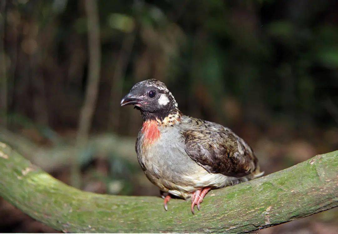 公园属亚热带常绿阔叶林区域,中亚热带常绿阔叶林地带,浙闽山丘甜槠