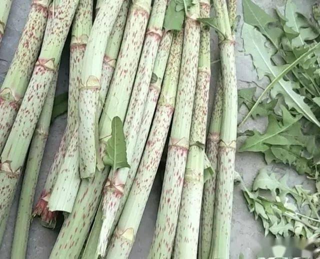 农村小吃"酸筒杆",学名"虎杖",8090后小时候的美食