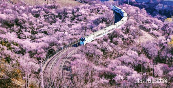 京城春花有多好看？一起来欣赏，还有“赏春列车”时刻表——