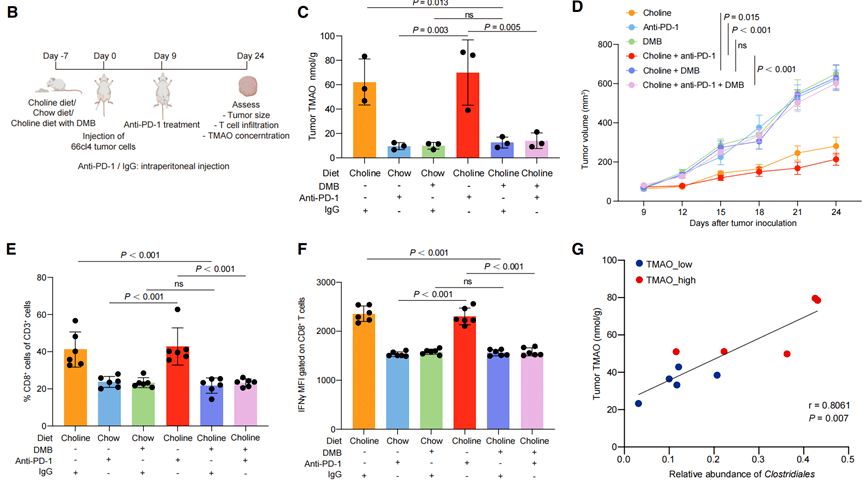 肿瘤|《细胞》子刊：红肉陷阱，竟是免疫治疗的神来之笔？复旦团队发现，肠菌代谢物TMAO能够加强三阴性乳腺癌患者对免疫治疗的反应