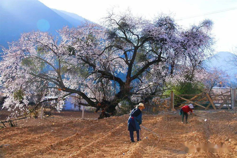 白雪的桃花一排排山桃花開滿枝頭桃花已然盛開香格里拉尼西鄉湯滿村