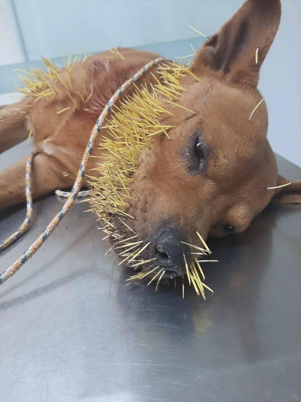 狗子一年内两次和豪猪干架被扎几百根刺网友豪猪还好吗