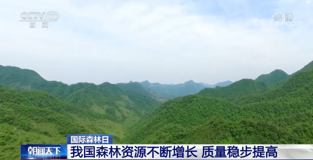 国际森林日:我国森林资源不断增长 质量稳步提高_全国_林草_中国