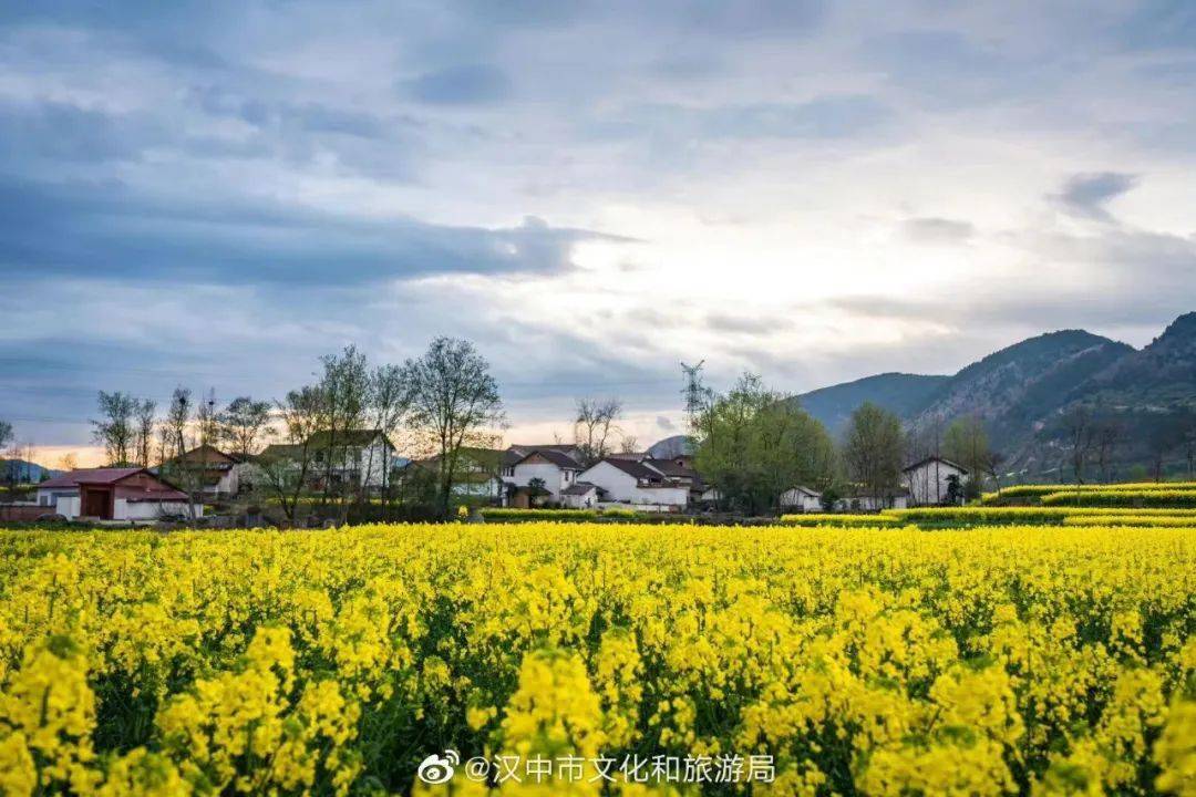 油菜花|美炸了！汉中这里油菜花美景惊艳上线