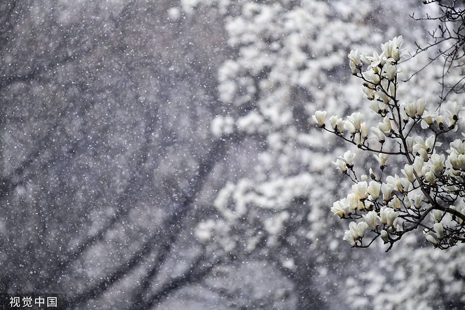 一周图片｜这场雪，与春天撞了个满怀