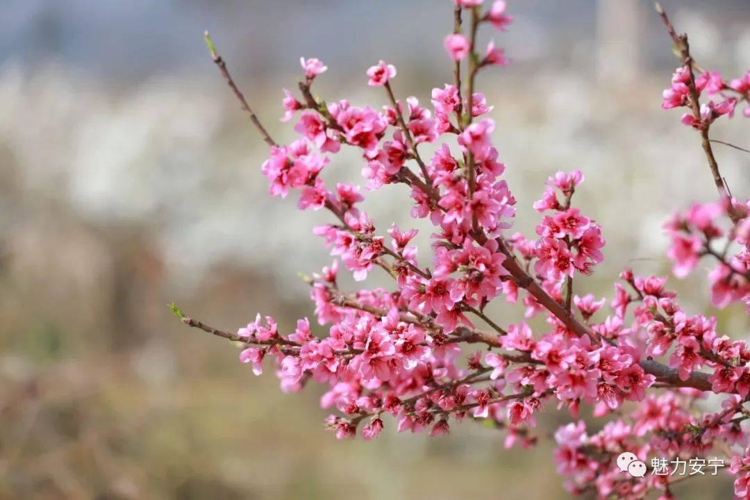 到达|在阳春三月里邂逅梨花盛开