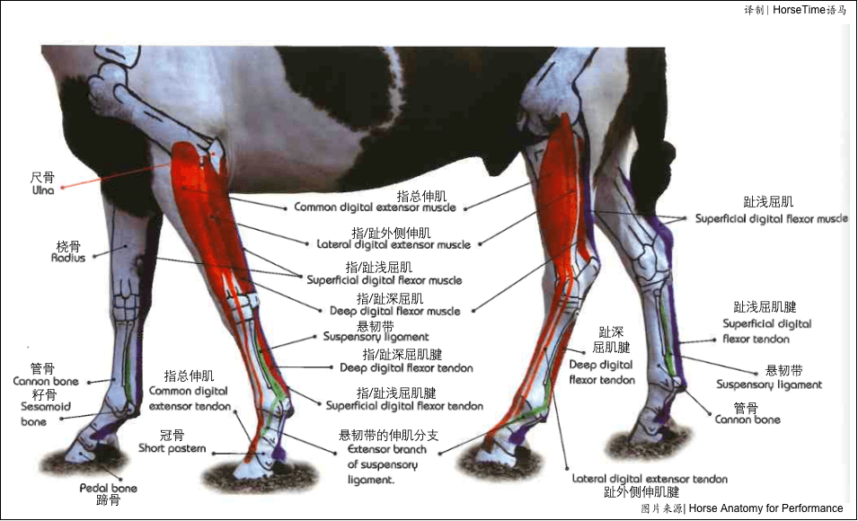 【科普】马的结缔组织,筋膜和肌腱
