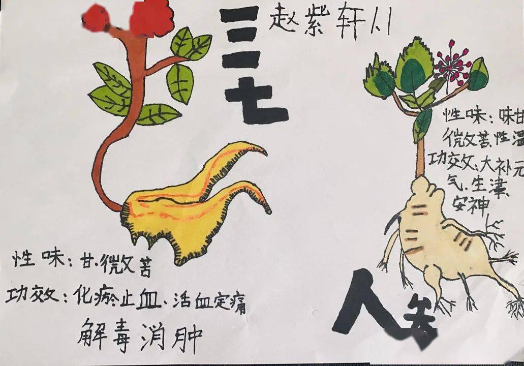 关于中医药文化的画图片