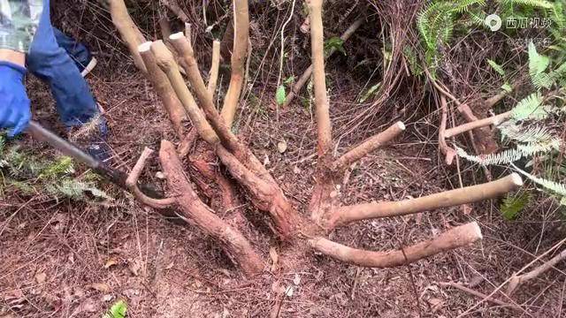 百年老桩桃金娘