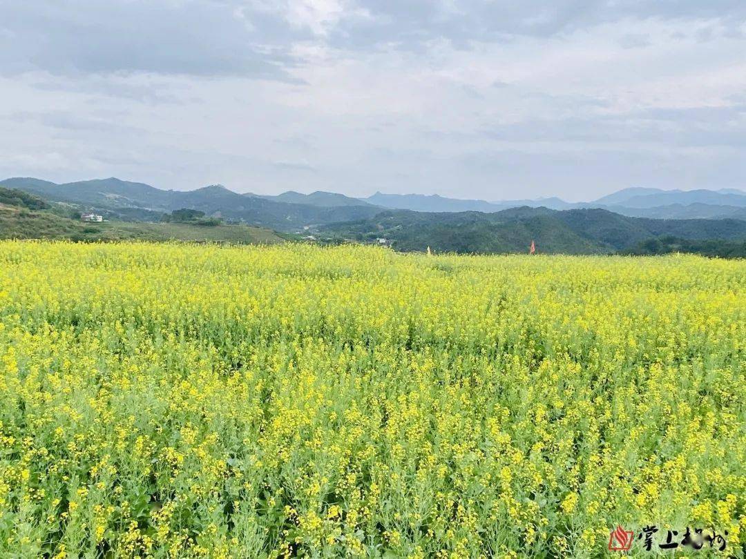 美出圈大埔这里的油菜花海藏不住了