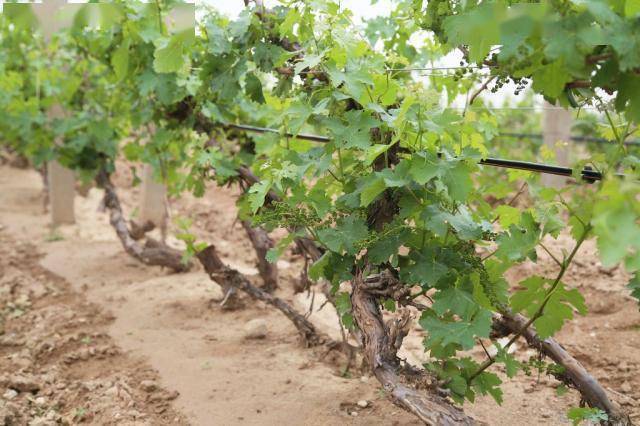 品牌|京东助宁夏红酒产业带高质量发展 未来销量还将翻倍