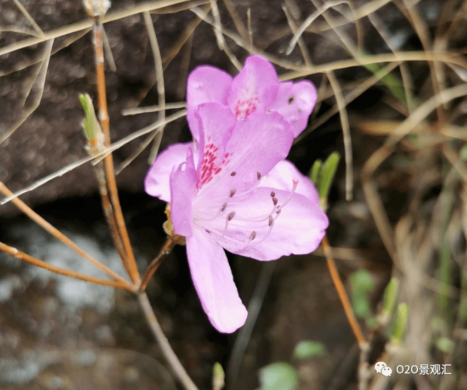 常见 花叶不相见 的植物 果期 灌木 落叶 常见 花叶不相见 的植物 果期 灌木 落叶