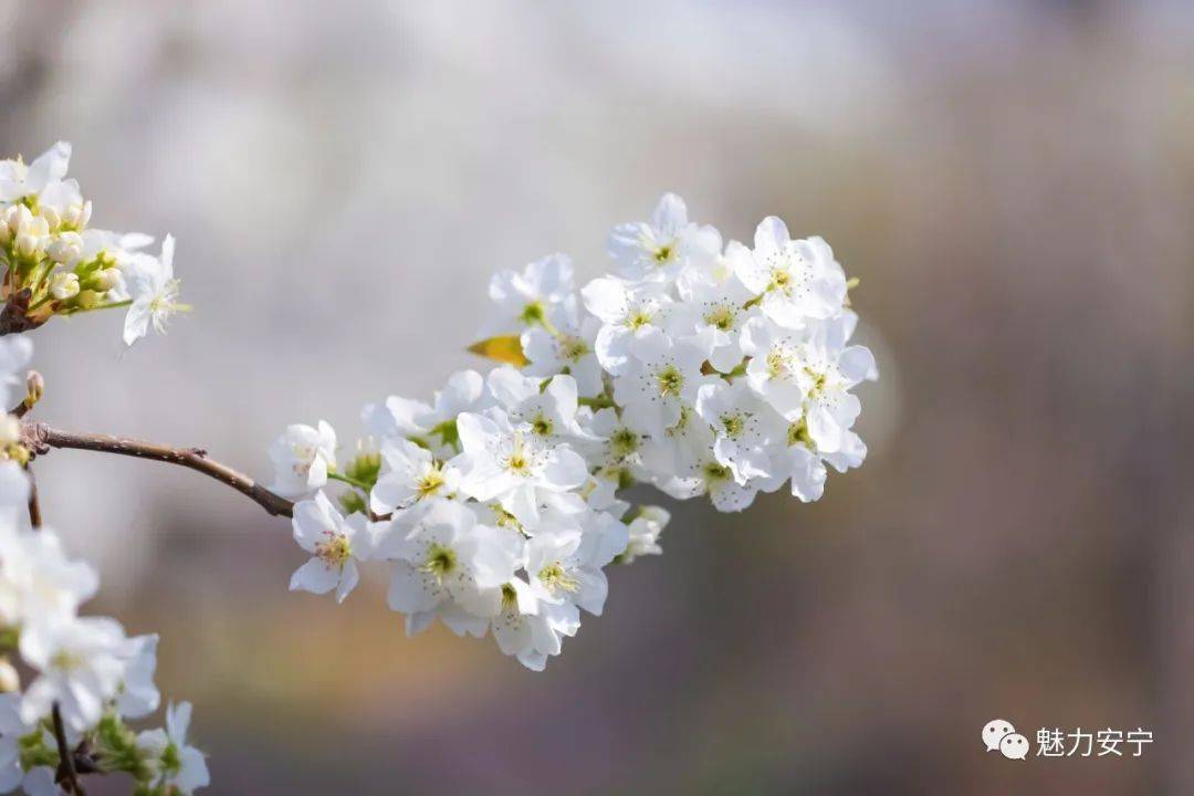 到达|在阳春三月里邂逅梨花盛开