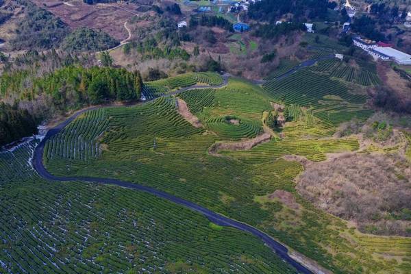 神鹊茶场把绿水青山变为金山银山