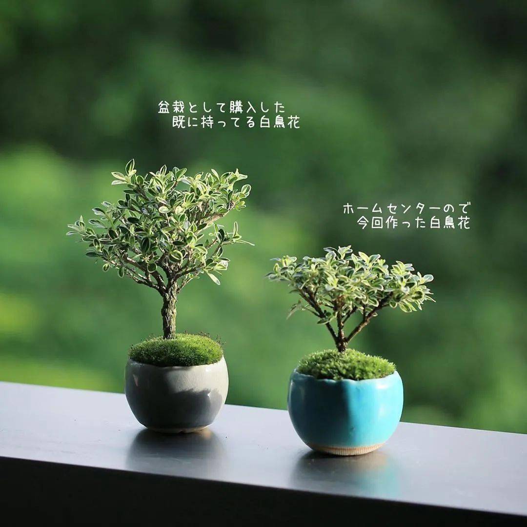 春 苔 版权 学牡丹 End 春 苔 版权 学牡丹 End